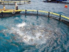 《關(guān)于加強(qiáng)海水養(yǎng)殖污染生態(tài)環(huán)境監(jiān)管的意見(jiàn)（征求意見(jiàn)稿）